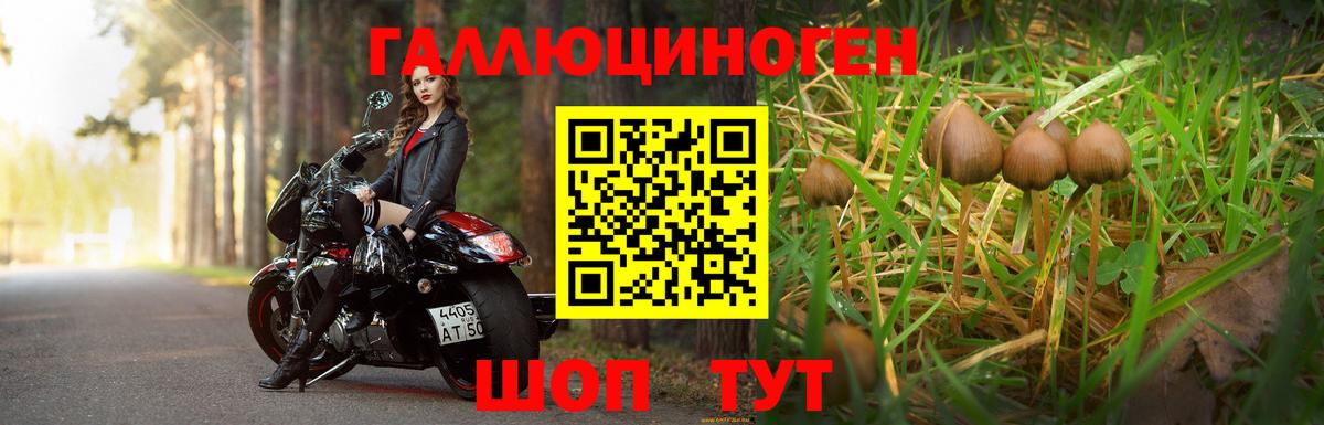 Псилоцибиновые грибы Psilocybe Северобайкальск